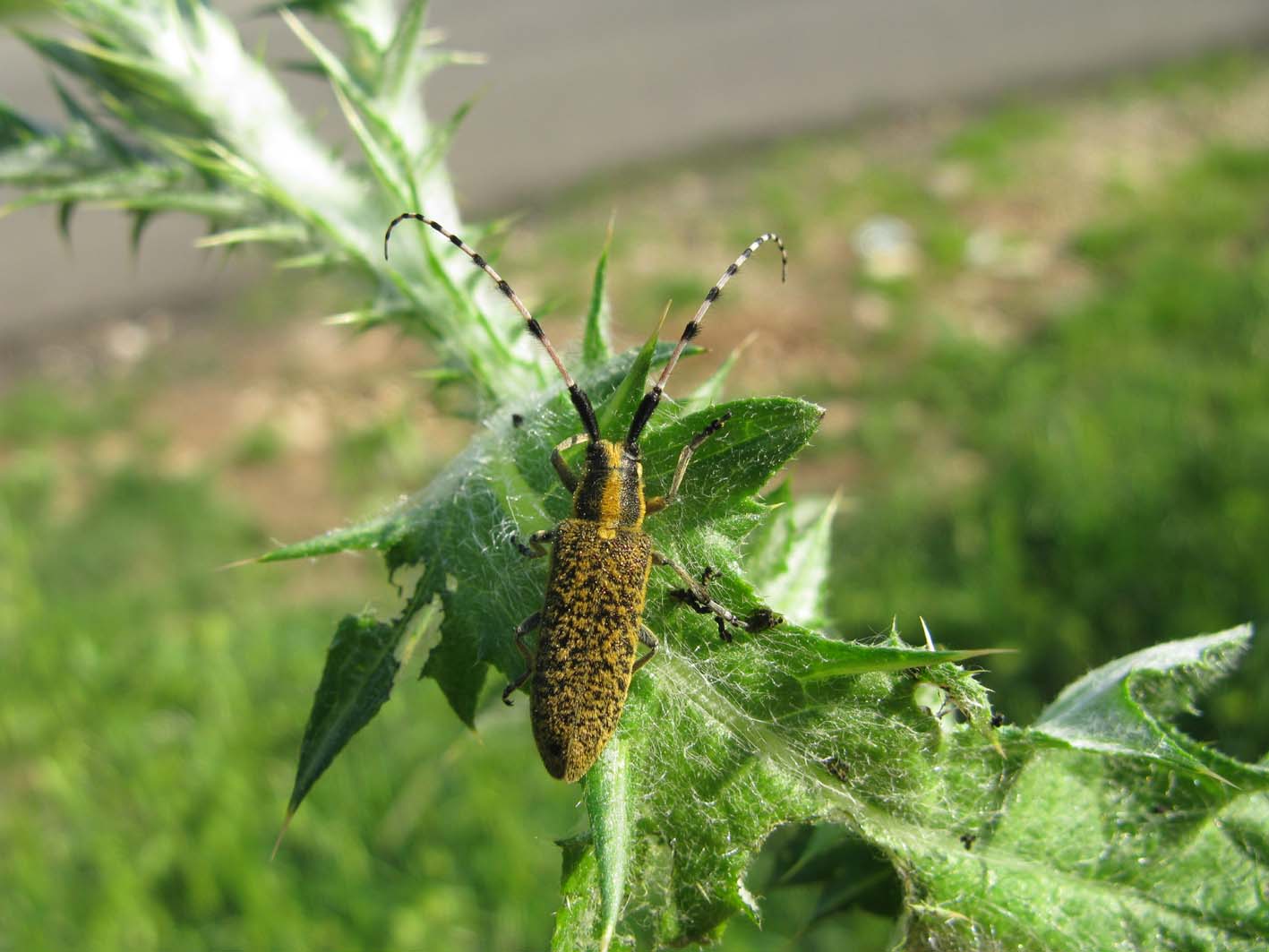 Cerambyx scopolii, Agapanthia sicula e A. Cardui